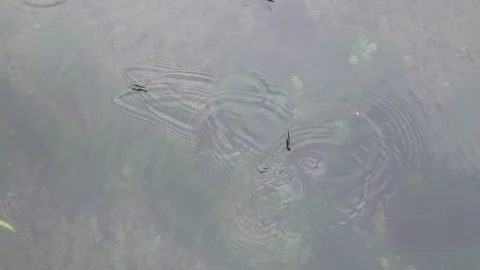 Three Water Striders Creating Ripples on Pond Stock Footage 345978045