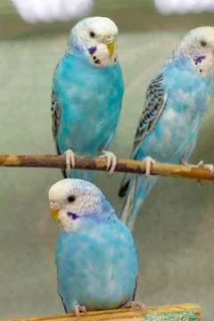 Three wavy blue parrots. Front view. Nature beautiful. Stock Photos