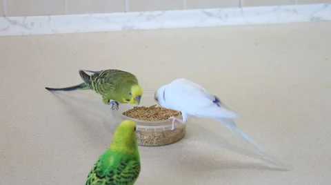 Three Wavy parrot pecks a forage 스톡 동영상 56610567
