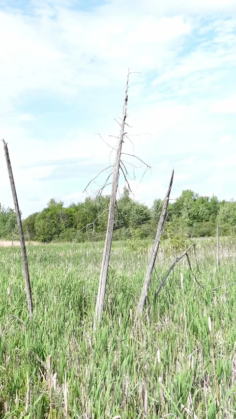 Three weathered dead trees stand in a field of tall green grass and cattails. Stock Footage 338033782