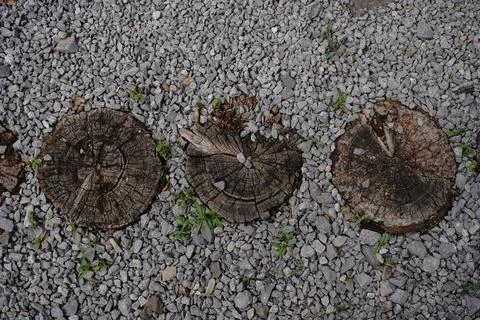 Three weathered tree stump rounds embedded in coarse gray gravel Foto stock
