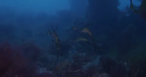 Three Weedy Seadragons With Eggs With Eggs Swimming Video stock 279117744