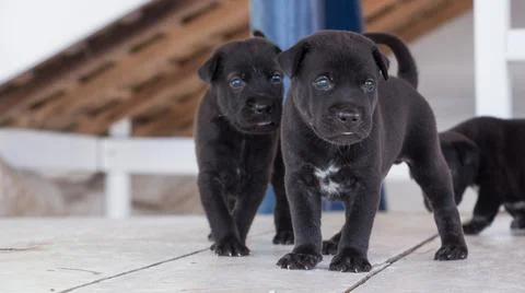 Three week old puppy playing with siblings Stock Photos
