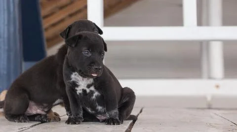Three week old puppy playing with siblings Stock Photos