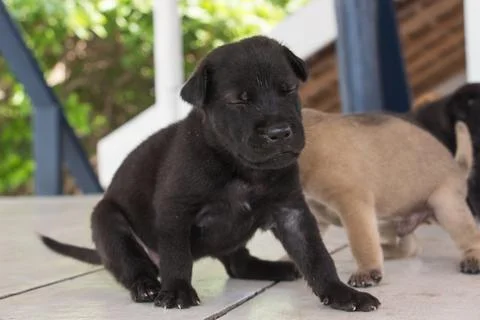 Three week old puppy playing with siblings Stock Photos