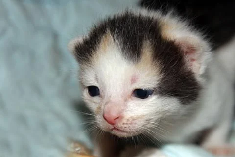 Three weeks old kitten Stock Photos