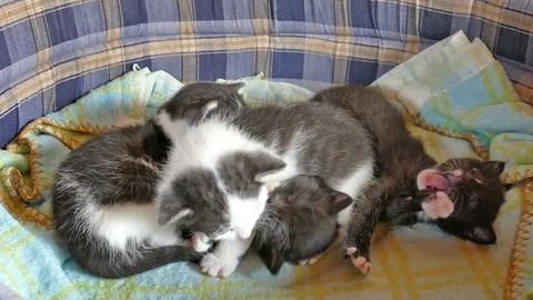 The three weeks old kittens are sleeping together Video stock 105462872