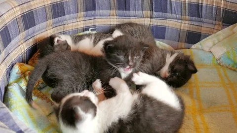 Three weeks old kittens are playing together Video stock 123315711