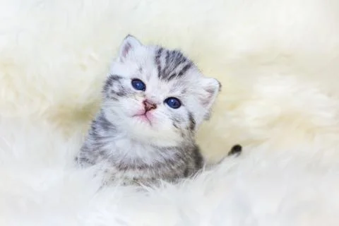 Three weeks old young cat sitting on sheep fur Stock Photos