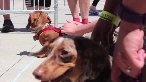 Three Weiner Dogs Stock Footage 69213243