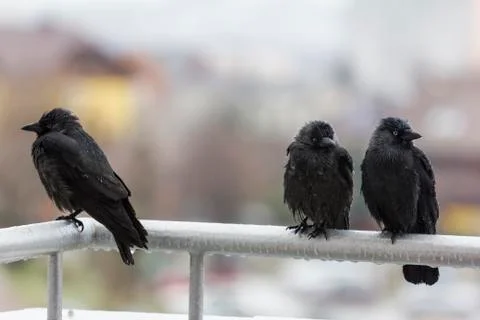 Three wet crows sitting on balcony rail Stock Photos
