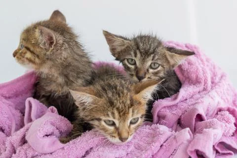 Three wet kittens after bathing are wrapped in a pink towel Stock Photos
