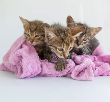 Three wet kittens after bathing are wrapped in a pink towel. Stock Photos