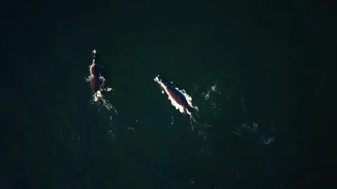 Three whales surfacing in formation, cinematic top-down aerial Stock Footage 341947454