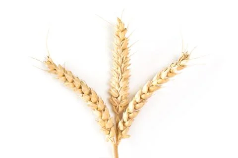 Three wheat ears Foto stock