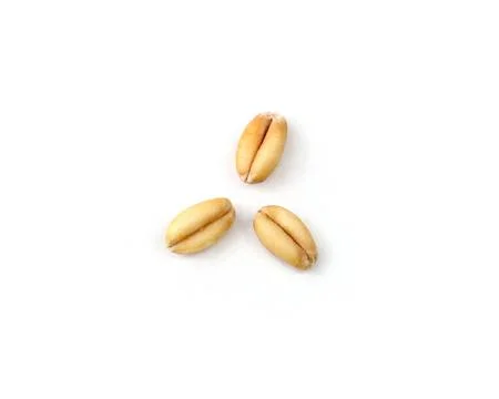 Three Wheat Grain Kernels on a White Background Stock Photos