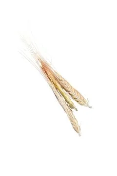 Three wheat spikelets isolated on white background Stock-Fotos
