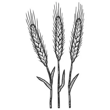 Three wheat spikelets. Sketch scratch board imitation color. Stock Illustration
