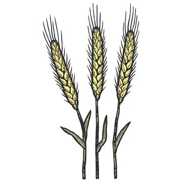 Three wheat spikelets. Sketch scratch board imitation color. Engraving vector Stock Illustration