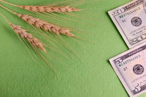 Three wheat spikelets. Twenty five US dollars. Green background. Sale and pur Stock Photos