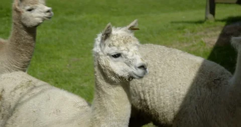 Three white alpacas shaking in green field on sunny day Stock Footage 90156829