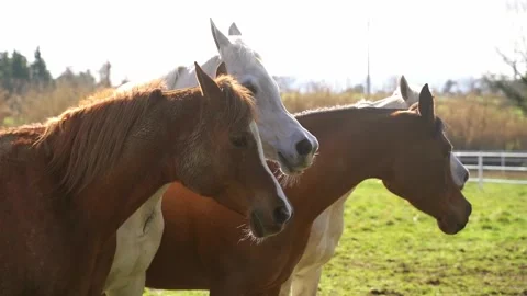 Three white and brown horses in a green and light meadow Stock Footage 324755896