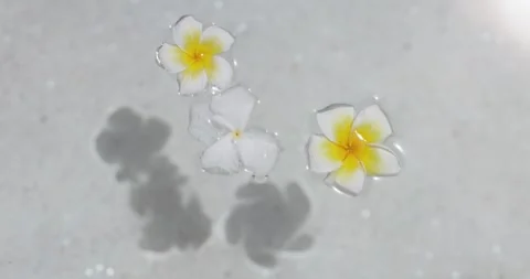 Three White And Yellow Frangipani Flowers Floating Calmly In Spa Water Stock Footage 345375877