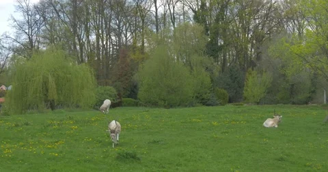 Three White Antelope Grazing on the Green Meadow. Stock Footage 62677385