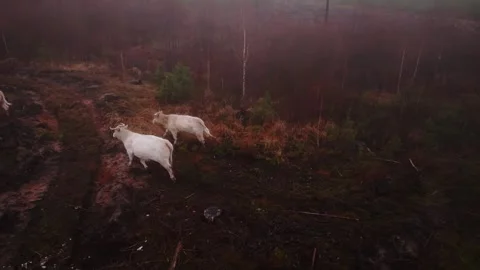 Three White Beef Cattle Running Across Misty Woodland Clearing In Drone View Stock Footage 344007541