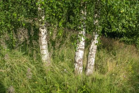 Three white birch trunks against a background of tall grass and green leaves. Stock Photos