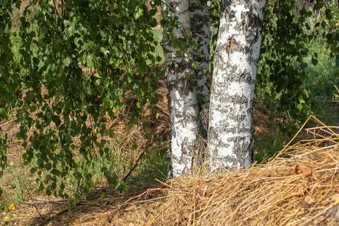 Three white birch trunks on a background of green leaves and hay. Stock Photos