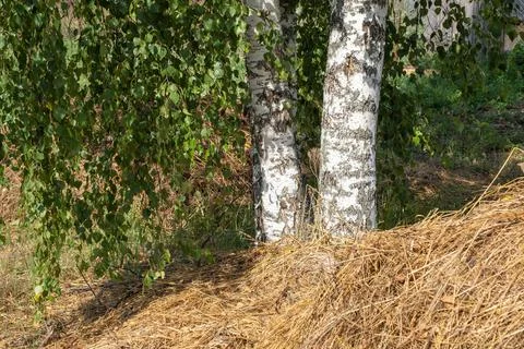 Three white birch trunks on a background of green leaves and hay. Stock Photos