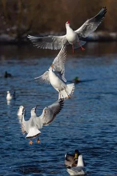 Three white black-headed gulls with red beaks flying above blue water Stock Photos