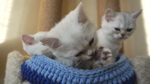 Three white british kittens are sitting in a basket. Stock Footage 124668053