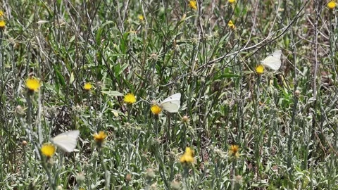 Three white butterflies Stock Footage 297185580