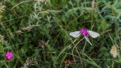 Three white butterflies on purple carnation closeup Stock Photos