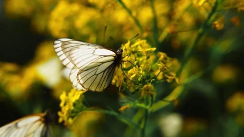 Three white butterflies sip nectar from yellow blooms Stock Footage 335809342