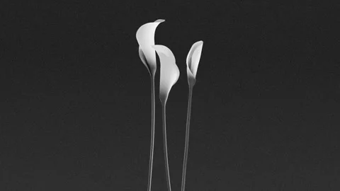 Three white calla lily flowers slowly blooming in black and white with clea.. Vídeo Stock 337885751