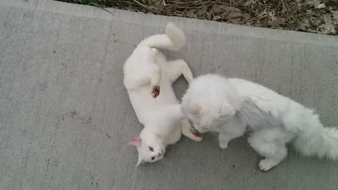 Three White Cats Stock Footage 168911465