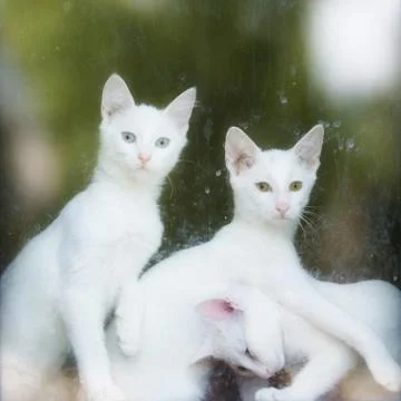 Three white cats in the window Stock Photos