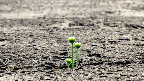 Three white chamomile flowers sprout from a crack in the city asphalt, timelapse Video stock 153201787