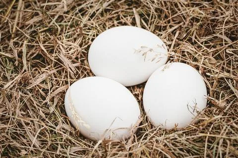 Three white chicken eggs on hay background, organic farm produce Stock Photos