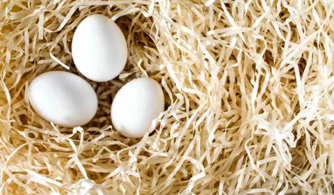 Three white chicken eggs lying in the straw nest Stock Photos