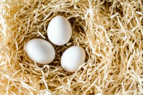 Three white chicken eggs lying in the straw nest Stock Photos