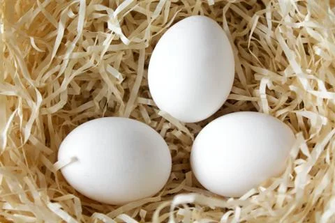 Three white chicken eggs lying in the straw nest Stock Photos