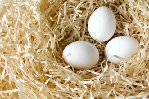 Three white chicken eggs lying in the straw nest Stock Photos