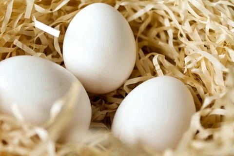 Three white chicken eggs lying in the straw nest Stock Photos