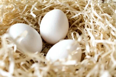 Three white chicken eggs lying in the straw nest Stock Photos