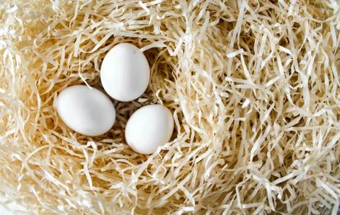 Three white chicken eggs lying in the straw nest Stock Photos