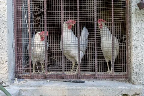 Three white chicken Stock Photos